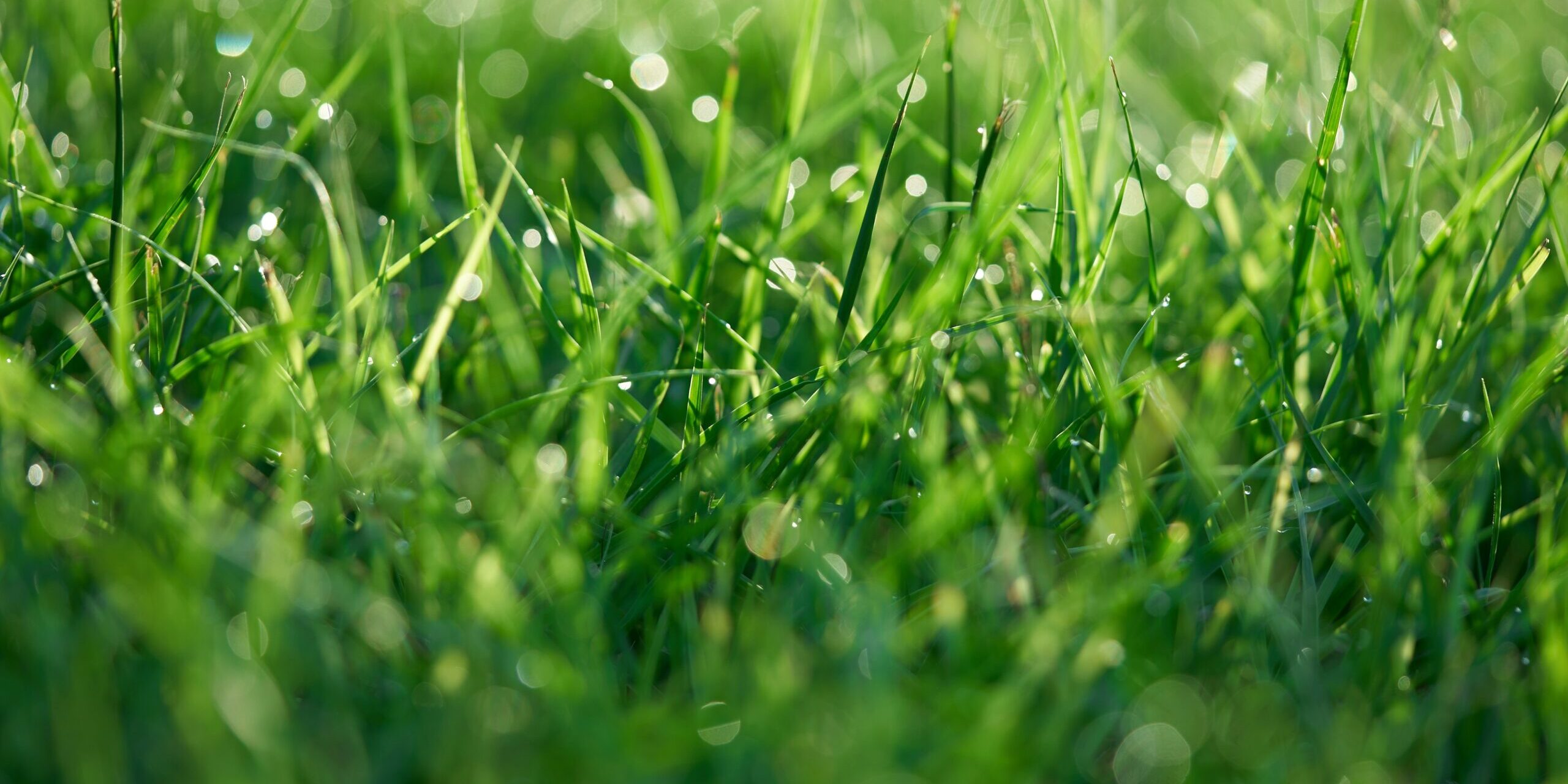 Grass after a lawn renovation