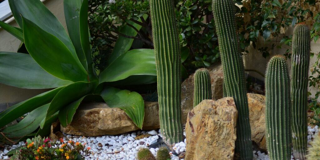 what is soft landscaping? Answered in an image of soft landscaping in a Perth garden